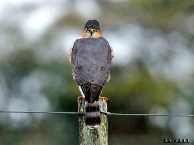 GAVILÁN CHICO (Accipiter striatus) - Rincón de Melilla - MONTEVIDEO (Mayo 2014)