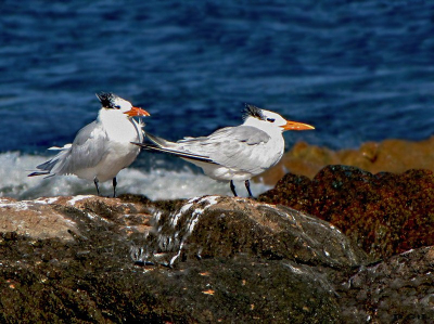 GAVIOTÍN REAL (Thalasseus maximus)  - Piedras del Chileno- MALDONADO (Mayo 2010)