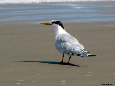 GAVIOTÍN PICO AMARILLO (Thalasseus sandvicensis) - Playa en Cassino-BRASIL (Enero 2010)