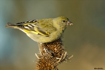 CABECITANEGRA (Spinus magellanica) - La Arenisca - COLONIA (Agosto 2022)