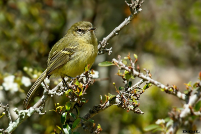 LIGERITO (Phylloscartes ventralis) - Rincòn de Melilla - MONTEVIDEO (Octubre 2022)