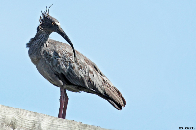 BANDURRIA MORA (Theristicus caerulescens) - Laguna del Diario - MALDONADO (Noviembre 2016)