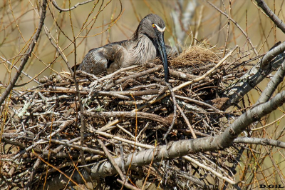 BANDURRIA MORA (Theristicus caerulescens) - (Nido) Abra de Zabaleta - LAVALLEJA (Setiembre 2022)