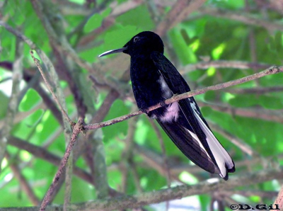 PICAFLOR NEGRO (Florisuga fuscus)  - Foz do Iguazu-BRASIL (Octubre 2010)