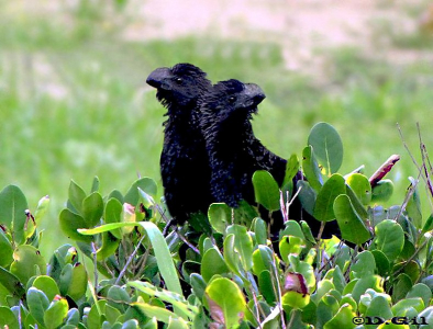 PIRINCHO NEGRO CHICO (Crotophaga ani)  - Praia da Forte-Bahía-BRASIL (Abril 2010)