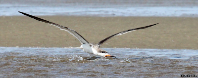 RAYADOR (Rynchops niger) - Playa Penino - SAN JOSÈ (Abril 2013)