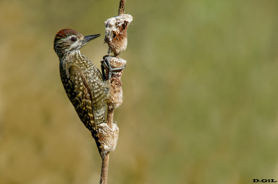 CARPINTERITO MANCHADO (Dryobates spilogaster) - Bañadito Santiago Vazquez - MONTEVIDEO (Setiembre 2022)
