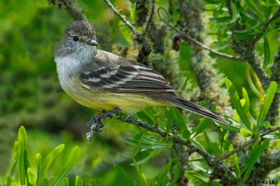 SUIRIRÍ COPETÓN (Sublegatus modestus) - Rincòn de Vignoli - FLORIDA (Febrero 2022)