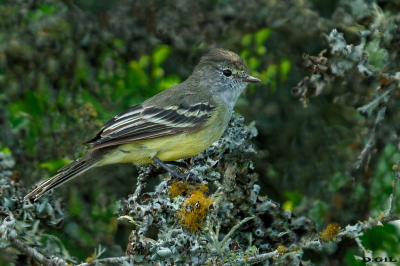 SUIRIRÍ COPETÓN (Sublegatus modestus) - Rincòn de Vignoli - FLORIDA (Febrero 2022)