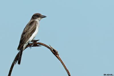 SUIRIRÌ BOREAL (Tyrannus tyrannus) - Faro de Punta Carretas - MONTEVIDEO (Diciembre 2022)