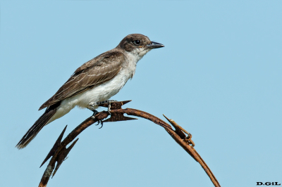 SUIRIRÌ BOREAL (Tyrannus tyrannus) - Faro de Punta Carretas - MONTEVIDEO (Diciembre 2022)