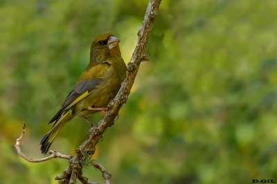 VERDERÓN (Chloris chloris) - Barrio Buceo - MONTEVIDEO (Setiembre 2022)