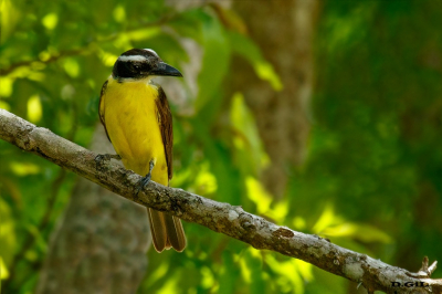 PITANGUÁ (Megarhynchus pitangua) - Garopaba - BRASIL (Enero 2023)