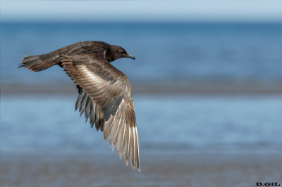 SALTEADOR CHICO (Stercorarius parasiticus) - Playa Penino - SAN JOSÈ (Marzo 2023)