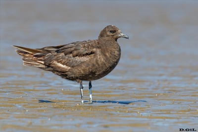 SALTEADOR CHICO (Stercorarius parasiticus) - Playa Penino - SAN JOSÈ (Marzo 2023)