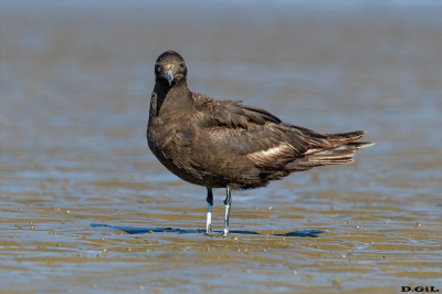 SALTEADOR CHICO (Stercorarius parasiticus) - Playa Penino - SAN JOSÈ (Marzo 2023)