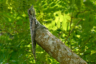URUTAÚ (Nyctibius griseus) - Garopaba - BRASIL (Enero 2023)