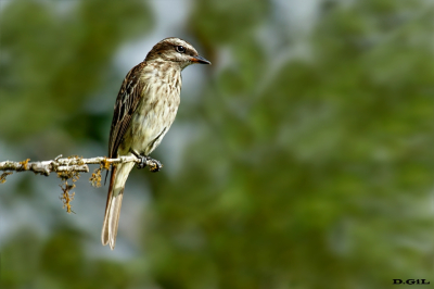 TUQUITO RAYADO (Empidonomus varius) - Praia Do Rosa - BRASIL (Enero 2023)