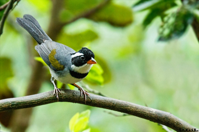 CERQUERO DE COLLAR (Arremon flavirostris)