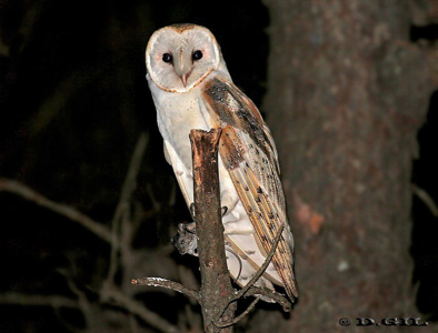 LECHUZA DE CAMPANARIO (Tyto alba) - Esteros de Farrapos - RÍO NEGRO (Abril 2012)