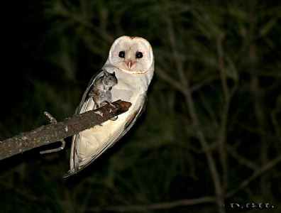 LECHUZA DE CAMPANARIO (Tyto alba) - Esteros de Farrapos - RÍO NEGRO (Abril 2012)