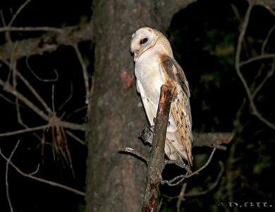 LECHUZA DE CAMPANARIO (Tyto alba) - Esteros de Farrapos - RÍO NEGRO (Abril 2012)