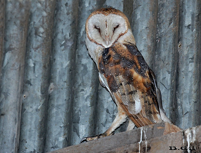 LECHUZA DE CAMPANARIO (Tyto alba) - Galpón en Puntas del Tigre - SAN JOSÉ (Enero 2016)