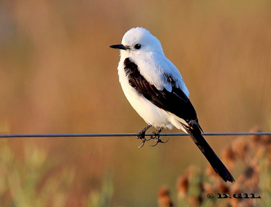 VIUDITA BLANCA GRANDE (Xolmis dominicanus) - (Macho) Bañado en Ruta 12-MALDONADO (Mayo 2012)