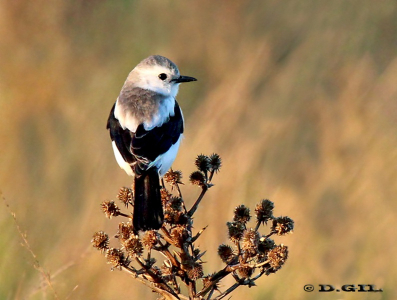 VIUDITA BLANCA GRANDE (Xolmis dominicanus) - (Hembra) Bañado en Ruta 12-MALDONADO (Mayo 2012)