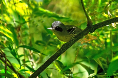 CHOCA AMARILLA (Dysithamnus mentalis)