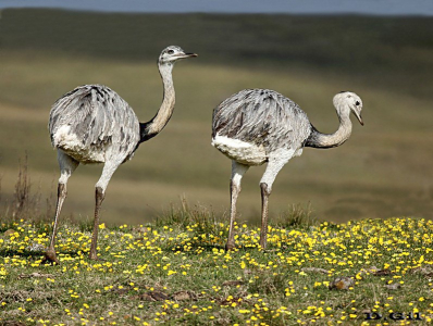 ÑANDU (Rhea americana) - Campo en Arerunguá - SALTO (Mayo 2014)