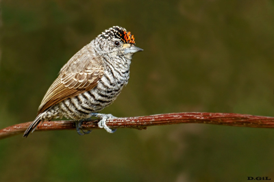 CARPINTERITO COMÚN (Picumnus cirratus) - Colonia Gestido - SALTO (Agosto 2023)