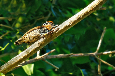 CARPINTERITO CUELLO CANELA (Picumnus temminckii)