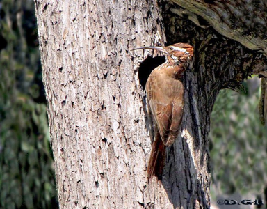 TREPADOR GRANDE (Drymornis bridgesii) - Parque Rivera-MONTEVIDEO (Marzo 2011)