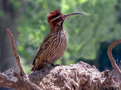 TREPADOR GRANDE (Drymornis bridgesii) - Parque Rivera-MONTEVIDEO (Marzo 2011)