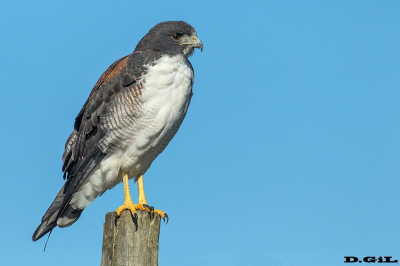 AGUILA COLA BLANCA (Geranoaetus albicaudatus) - Barriga negra - LAVALLEJA (Abril 2017)