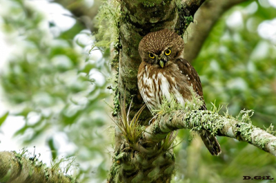 CABURÉ (Glaucidium brasilianum) - Paso Centuriòn - CERRO LARGO (Julio 2018)