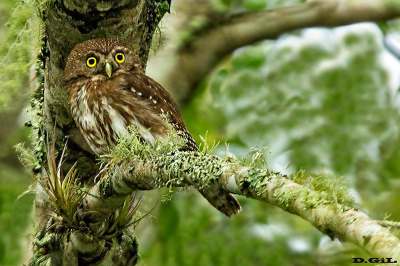 CABURÉ (Glaucidium brasilianum)  - Paso Centuriòn - CERRO LARGO (Julio 2018)