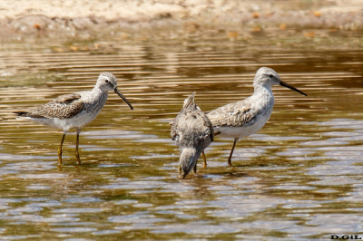 PLAYERO ZANCUDO (Calidris himantopus) - Arroyo Colorado - CANELONES (Octubre 2023)