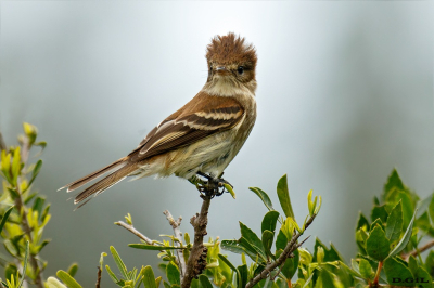 MOSQUETA ESTRIADA (Myiophobus fasciatus) - Las Brujas - CANELONES - (Octubre 2023)