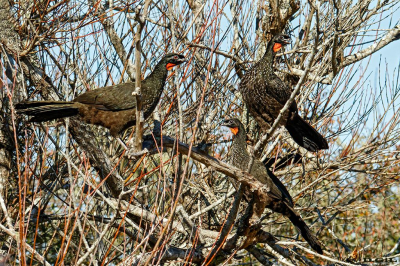 PAVA DE MONTE (Penelope obscura) - Abra de Cabrera - MALDONADO (Julio 2025)