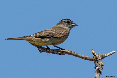 TUQUITO GRIS (Griseotyrannus aurantioatrocristatus) - Faro de Punta Carretas - MONTEVIDEO (Noviembre 2023)