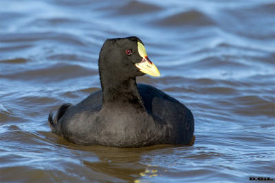 GALLARETA GRANDE (Fulica armillata) - Playa Penino -SAN JOSÈ (Marzo 2024)