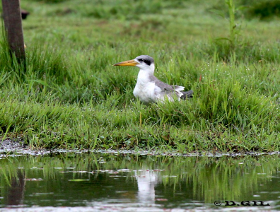 ATÍ (Phaetusa simplex)  - Bañado aledaño a Arroyo Los Chanchos-SALTO (Febrero 2012)