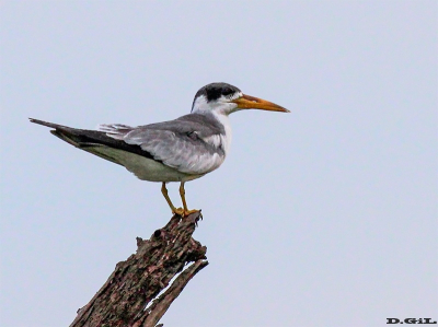 ATÍ (Phaetusa simplex)  - Rìo Uruguay - SALTO (Marzo 2010)