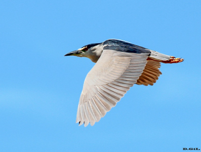 GARZA BRUJA (Nycticorax nycticorax) - Sobrevolando el bañadito Abente(Solymar)-CANELONES (Octubre 2011)