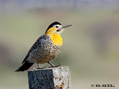 CARPINTERO DE CAMPO (Colaptes campestris) (2) - Campo en Progreso- CANELONES (Junio 2011)