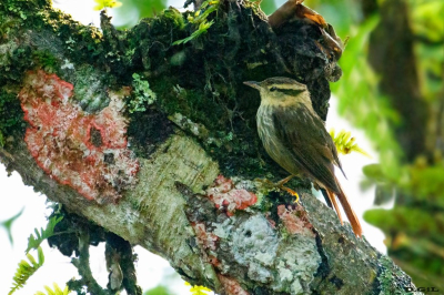 PICOLEZNA ESTRIADO (Heliobletus contaminatus) - Rancho Queimado - BRASIL (Enero 2026)