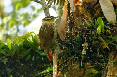 PICOLEZNA ESTRIADO (Heliobletus contaminatus) - Rancho Queimado - BRASIL (Enero 2026)