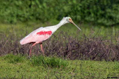 ESPATULA ROSADA (Platalea ajaja) - Bañado del Indio - ROCHA (Febrero 2016)